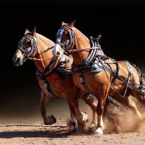 Meet your Posher, Amber